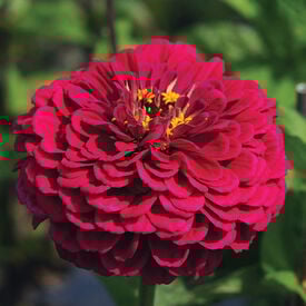 Benary's Giant Wine, Zinnia Seeds